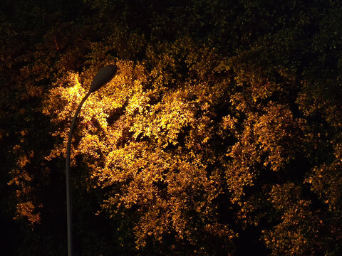 夜晚灯光下的大树