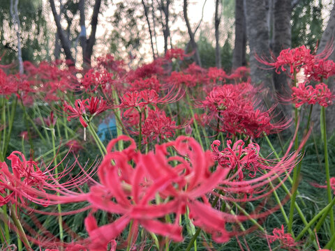 忘川花