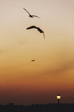 夕阳下海鸥剪影