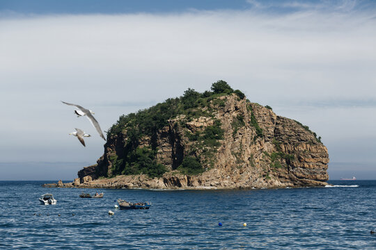 大连棒棰岛海鸥