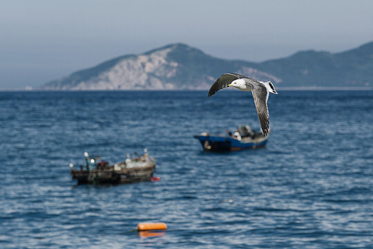 海鸥