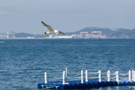 海鸥