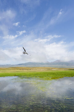 新疆湖上飞的鸥鸟