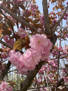 山樱花