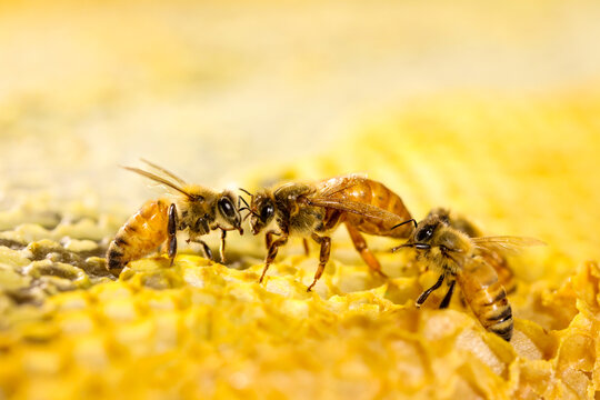 蜂蜜蜜蜂蜂巢