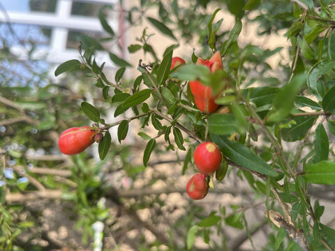 石榴花苞