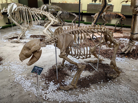 武陵山大熊猫骨架标本化石
