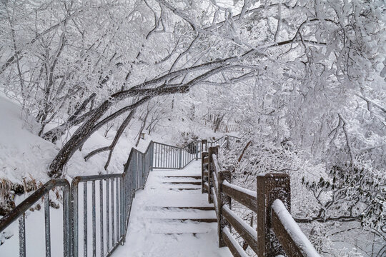 冬季黄山雾凇雪景