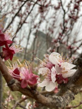 春季花卉