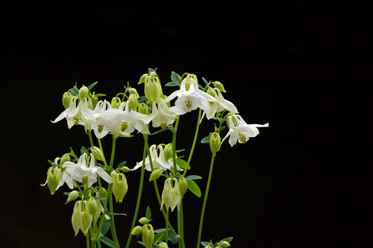 白花耧斗菜