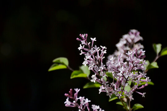 紫丁香花