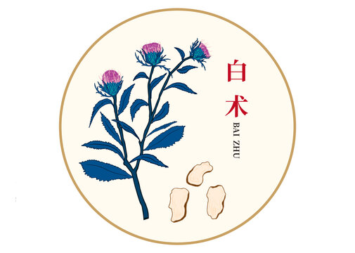 白術(shù)