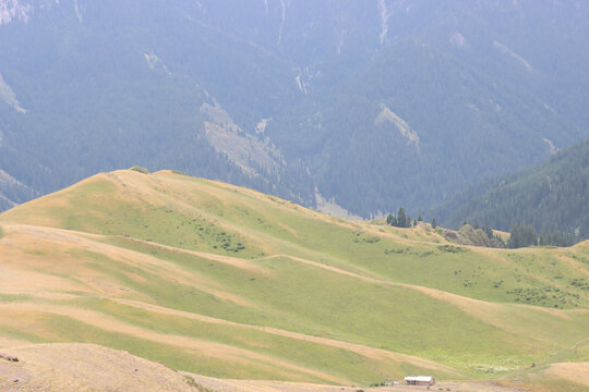 高山草甸