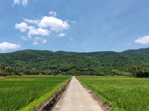 万宁日月湾稻田咖啡