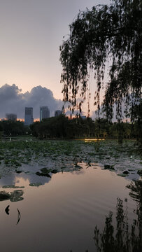 深圳洪湖公园的傍晚