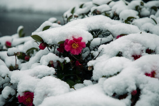 雪中盛开的花朵