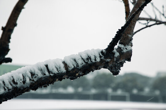 大雪