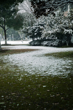 雪后小树林