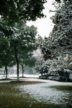 雪后小树林