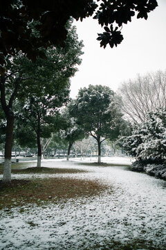 雪后小树林