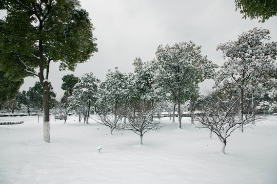 雪中的树林