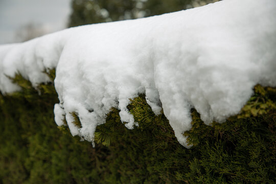 大雪