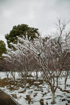 江南雪