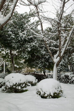 大雪