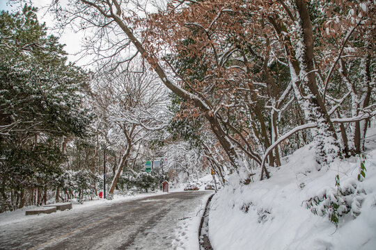 山路雪景