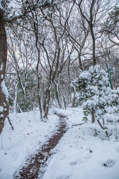 山林大雪