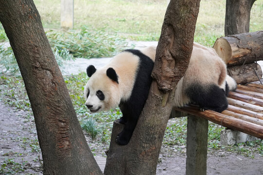 大熊猫莽仔在大树后面