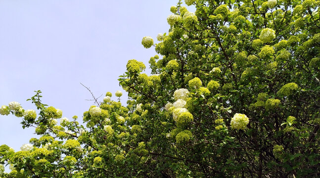 石楠树石楠花