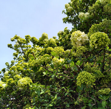 石楠树石楠花