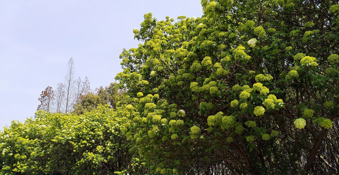 石楠树石楠花