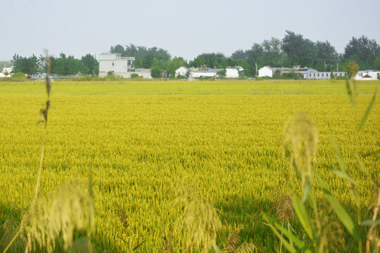 美丽乡村稻田