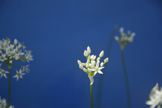 韭菜花苞