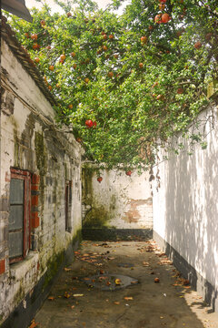 复古老巷子里的石榴树