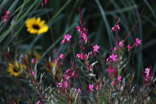 山桃草花