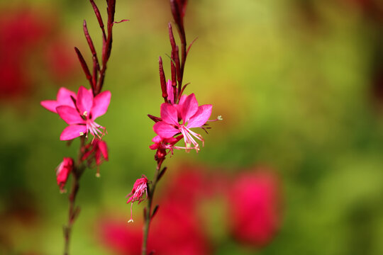 山桃草花