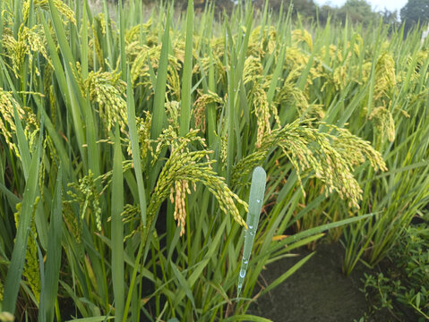 田野露珠稻穗