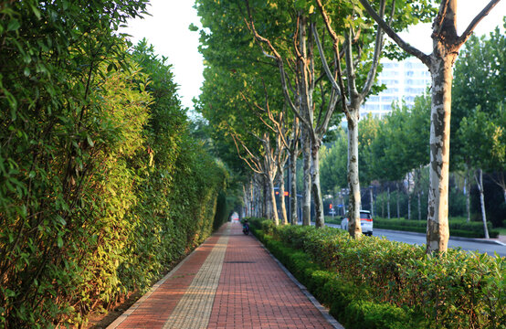 道路绿化