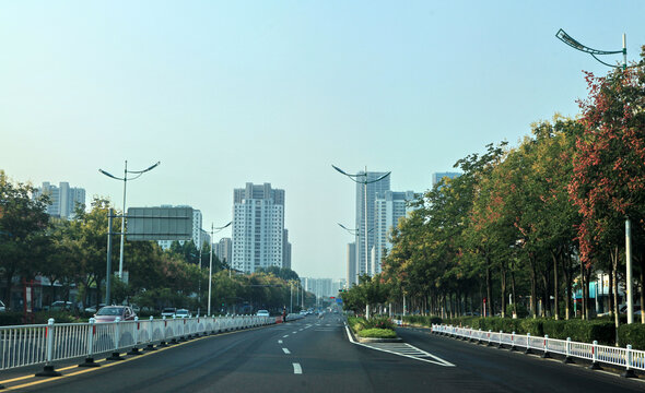 道路绿化