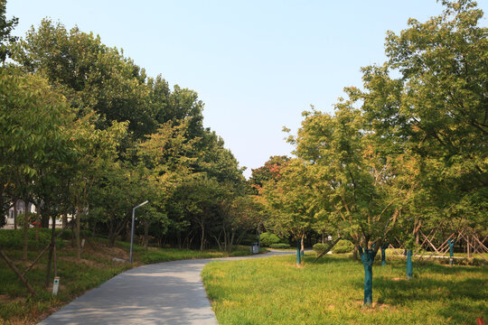 道路绿化