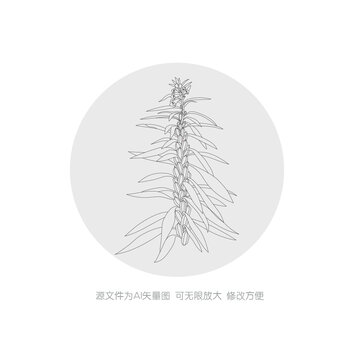 芝麻線稿