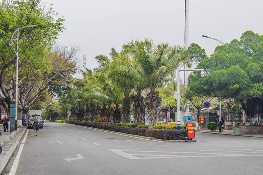 厦门集美学村柏油路与棕榈树