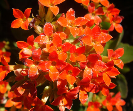 美丽鲜花