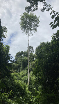 热带植物