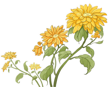 黃色菊花手繪插畫