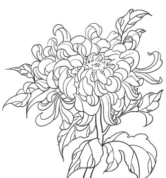 菊花手繪插畫