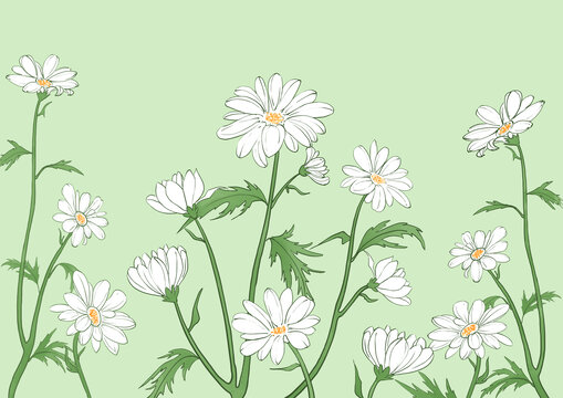 菊花手繪插畫